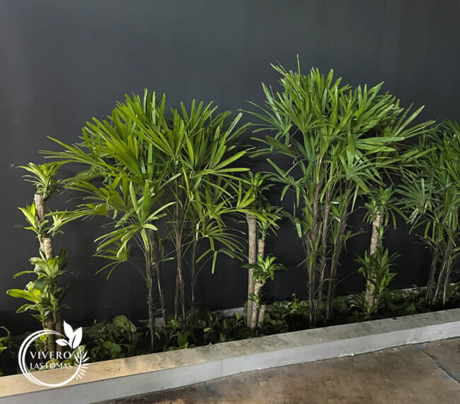 Servicio de paisajimo