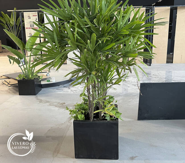 Servicio de paisajimo