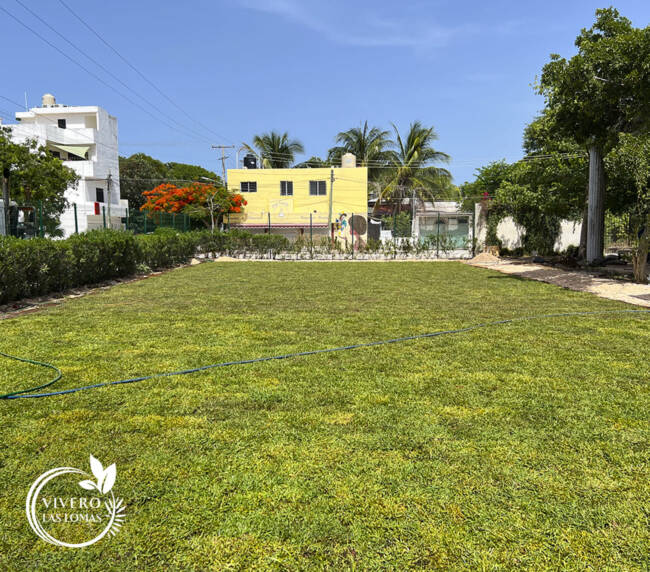 Paisajismo en universidades