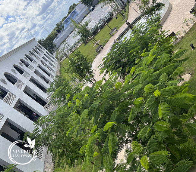 Paisajismo en universidades