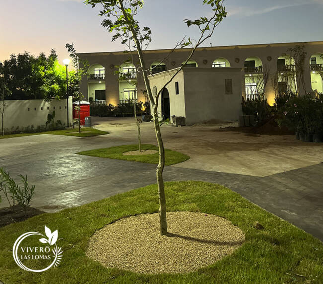 Paisajismo en universidades