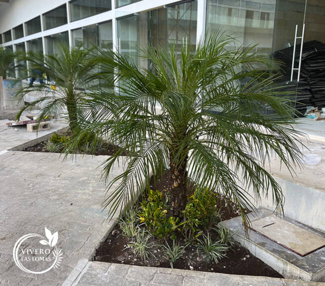 Paisajismo en plazas