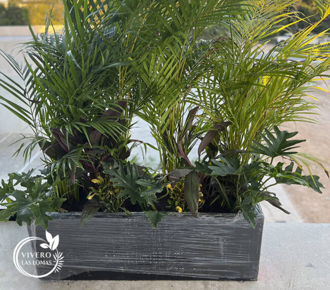 Paisajismo en plazas